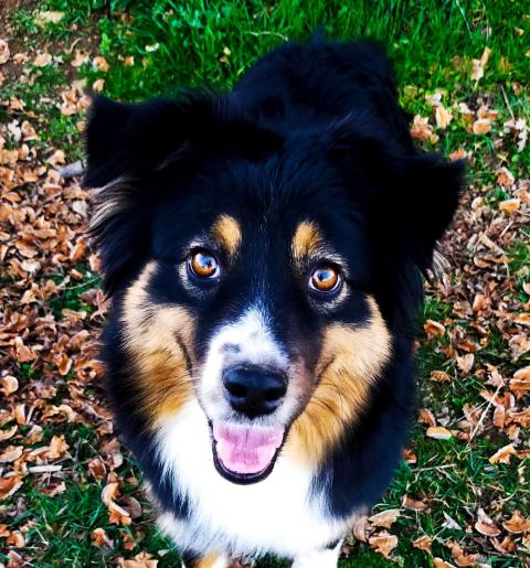 THE SUCCESS OF' SISTERS DES MERVEILLES D'ILONA