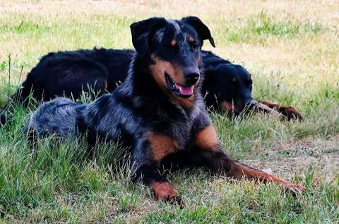 US'NAVY SEAL BLUE DES CROCS DU VIVARAIS