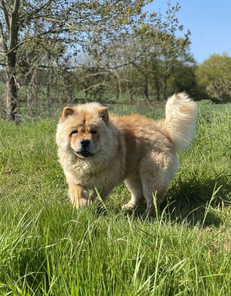 TULIPE DU DOMAINE DE CHEZINE