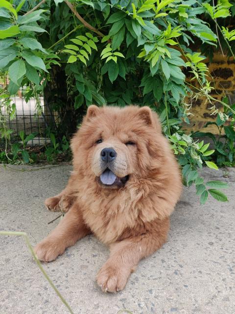 FAMOUS DREAM TE-FITI