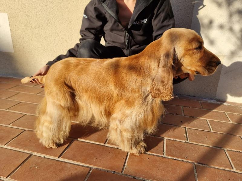 ULTIME BOY DE L'ORME A LIEUE