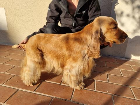 ULTIME BOY DE L'ORME A LIEUE