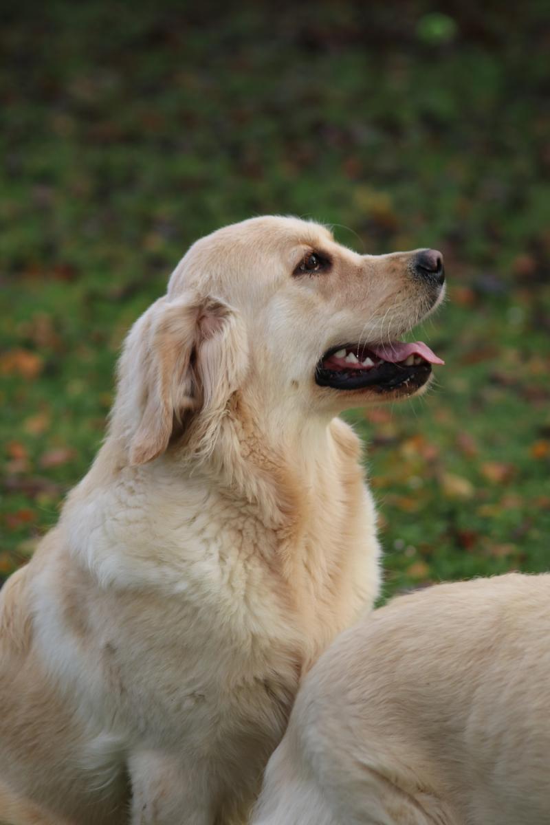 VAMOS VAMOS A BONAVIS