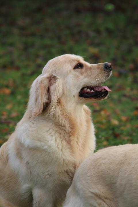 VAMOS VAMOS A BONAVIS