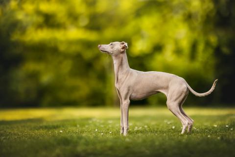 TAKA DES MERVEILLES DU SUD