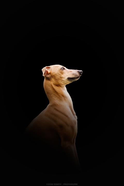 UNA STORIA IMPORTANTE EROS DES LANDES DU ROC ELLE