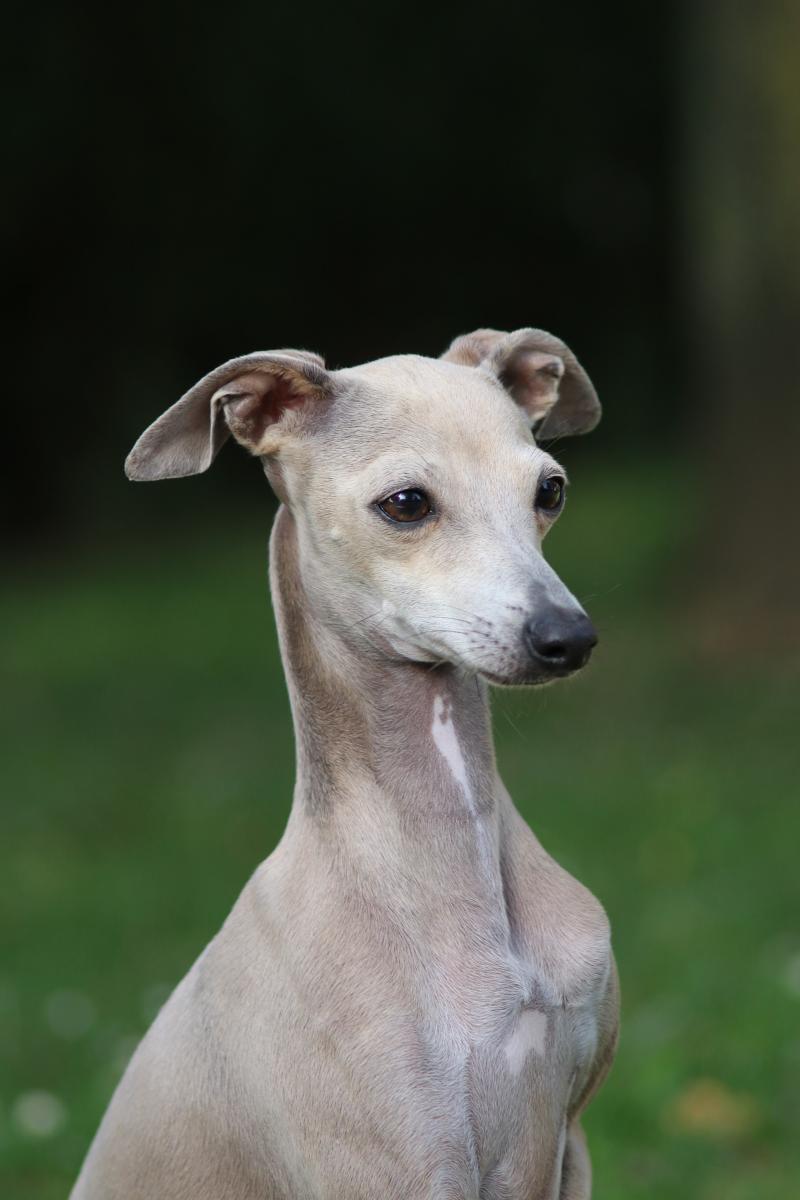 UNE SI BELLE HISTOIRE DU DOMAINE DE BONAVIS