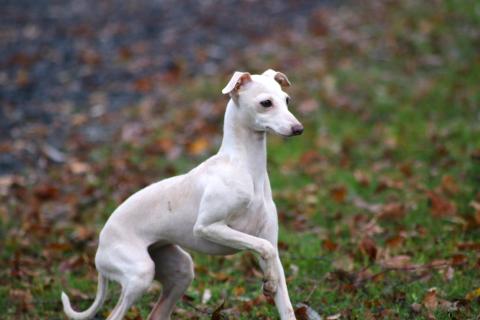 VALSE -DE-VIENNE DU DOMAINE DE CHANTELOUP