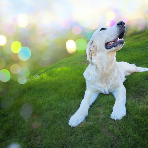 VANELLE DU CLOS DE COMPOSTELLE