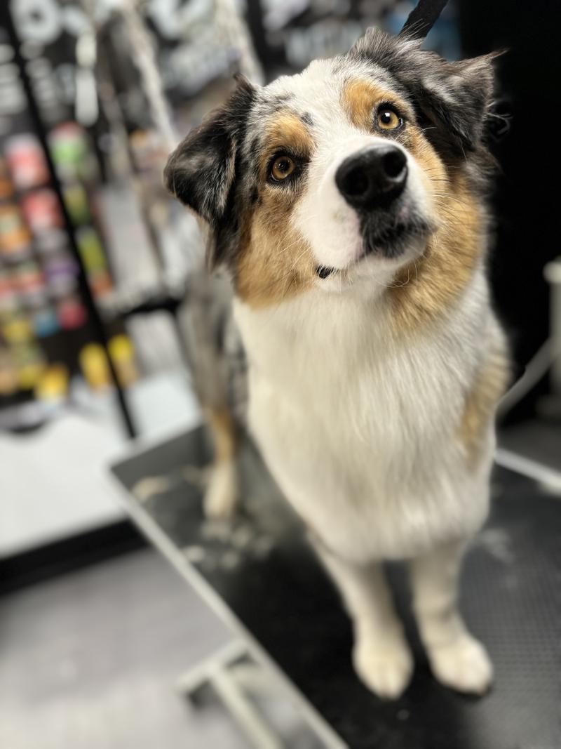 SENSUAL SEDUCTION DE LA RIVIERE DES AULNES