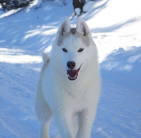 TORONTO WHITE LAGOON NORDICS PARADISE