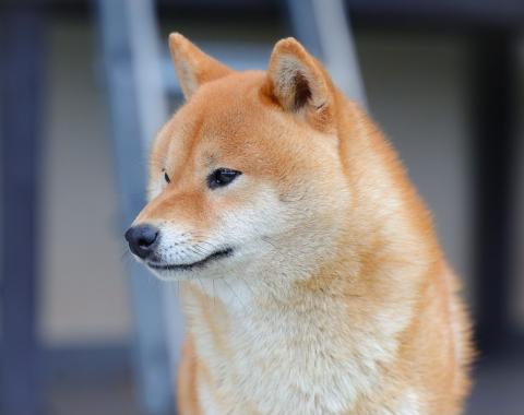 RUBY VON DEN WACHTERN DER KRONE