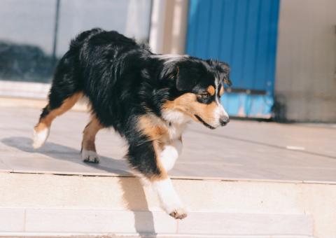 VALKYRIE DU MAS DU GRAND SAUVAGE