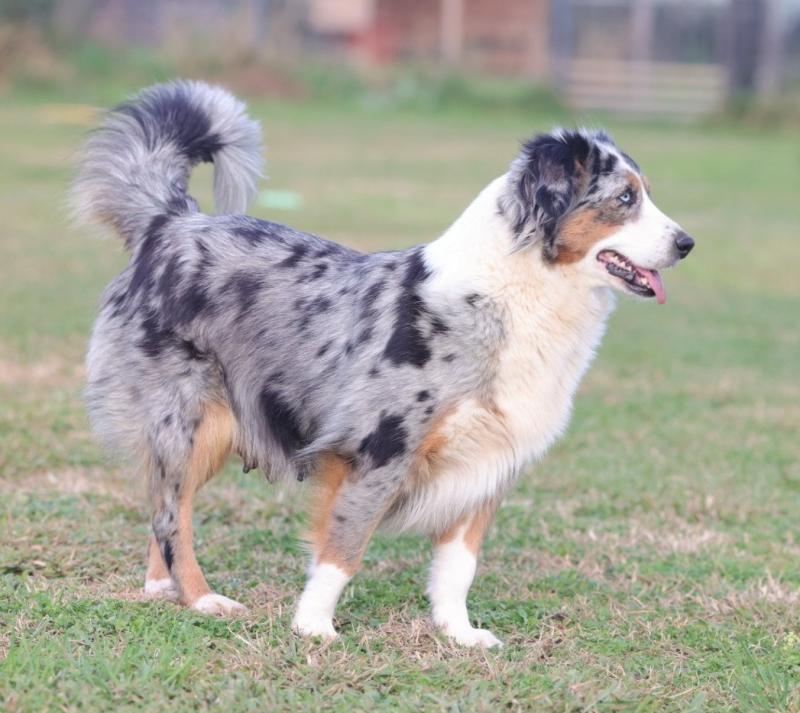 TENA DU MOULIN DE LA TERRASSE