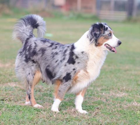 TENA DU MOULIN DE LA TERRASSE