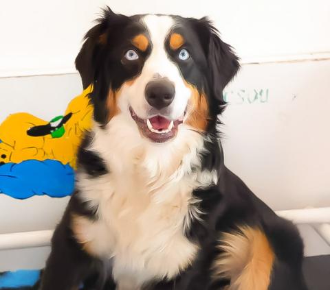 TOOTSY DU MAS WILLANGGA