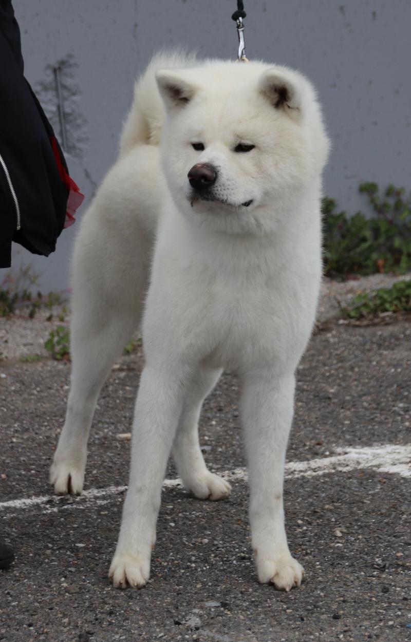 SHIRETOKO NO HIKARI GO ISEGUMO KENSHA