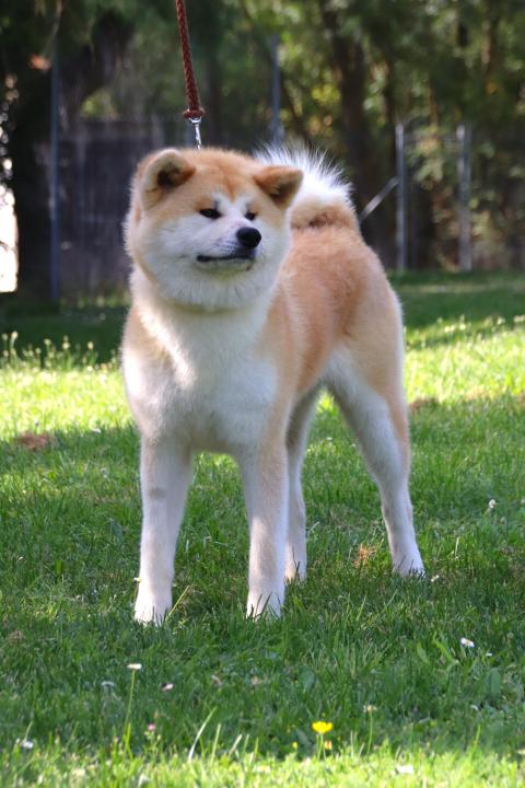 UMEKO GO OF KAMINO KEN