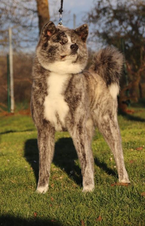 P'MIHO GO OF KAMINO KEN dite Kokoro