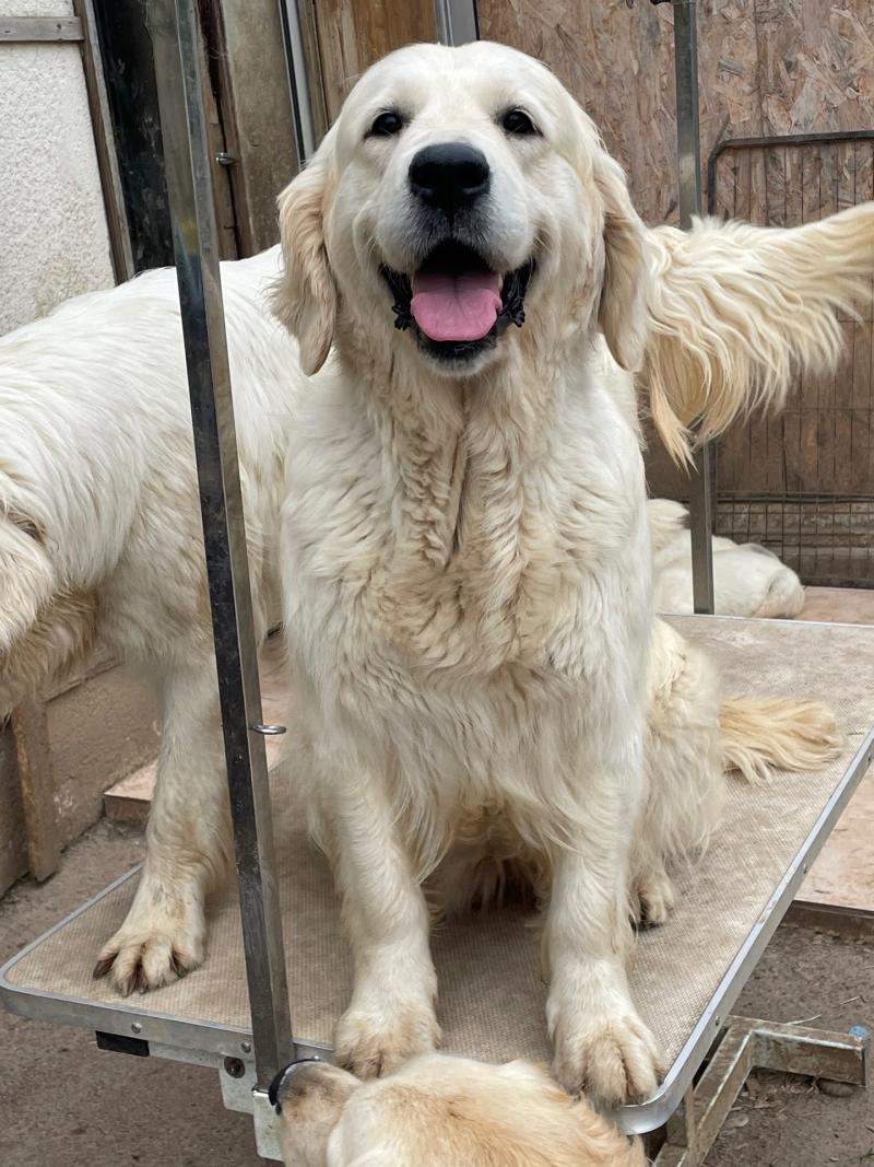 MIND BOSSEA'S SWAN-OF-HOPE