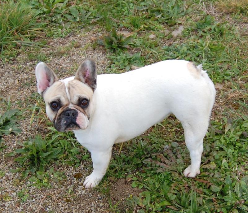 POLARIS BCBG BELLE CARRURE BELLE GUEULE