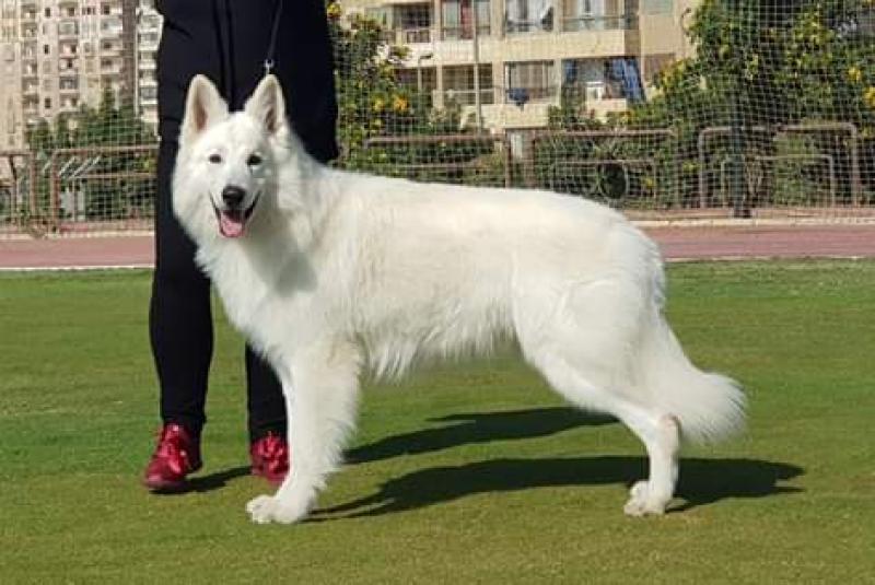 MISTER FIGARO DE L'AIGE DE LA TOURNELLE