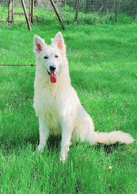 TWIST MADEMOISELLE OF SHEPHERD'S PAW