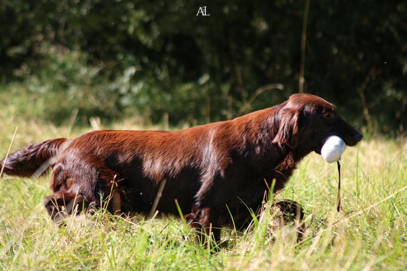 O'LYS DU MARAIS DE LA SANGSURIERE