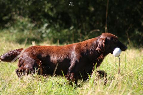 O'LYS DU MARAIS DE LA SANGSURIERE