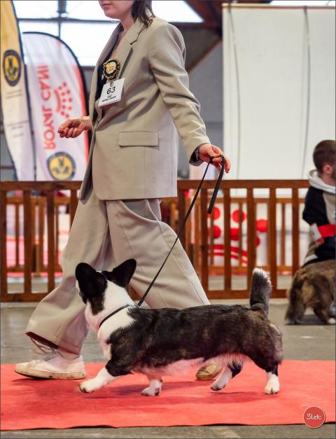 TEIFI LLYN DE L'AVENUE DES ARTISTES