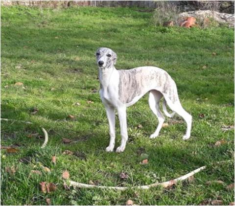 HORSEWIP GOLD PIN'UP JADOR