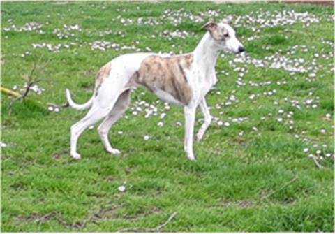 OEUVRE D ART DE BOISSEGUR