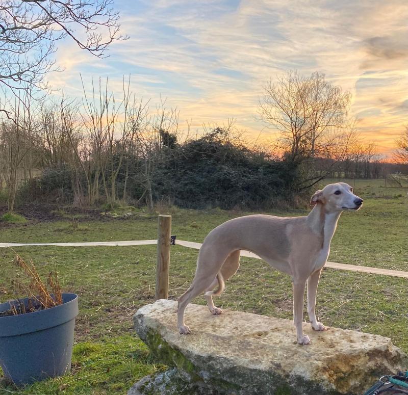 RYOLINE DU DOMAINE BELLE ROSE