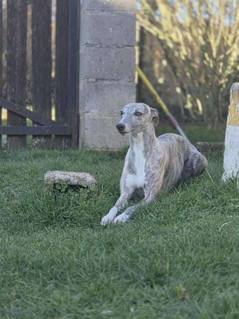 THYLIE DU DOMAINE BELLE ROSE