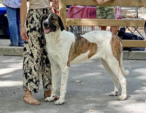 ESPIGA AGUA DO MONTE DO RESTOLHO