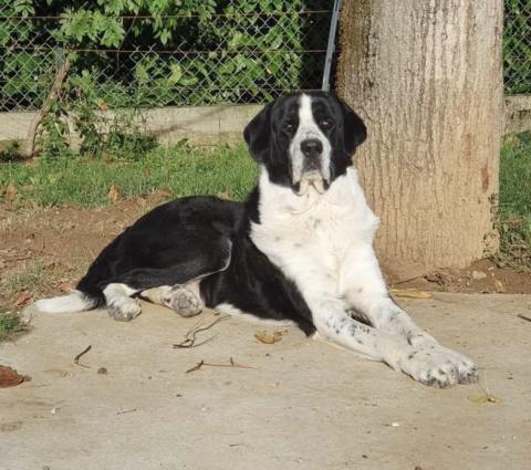 JECO DO CAMPO DE RAMALDE