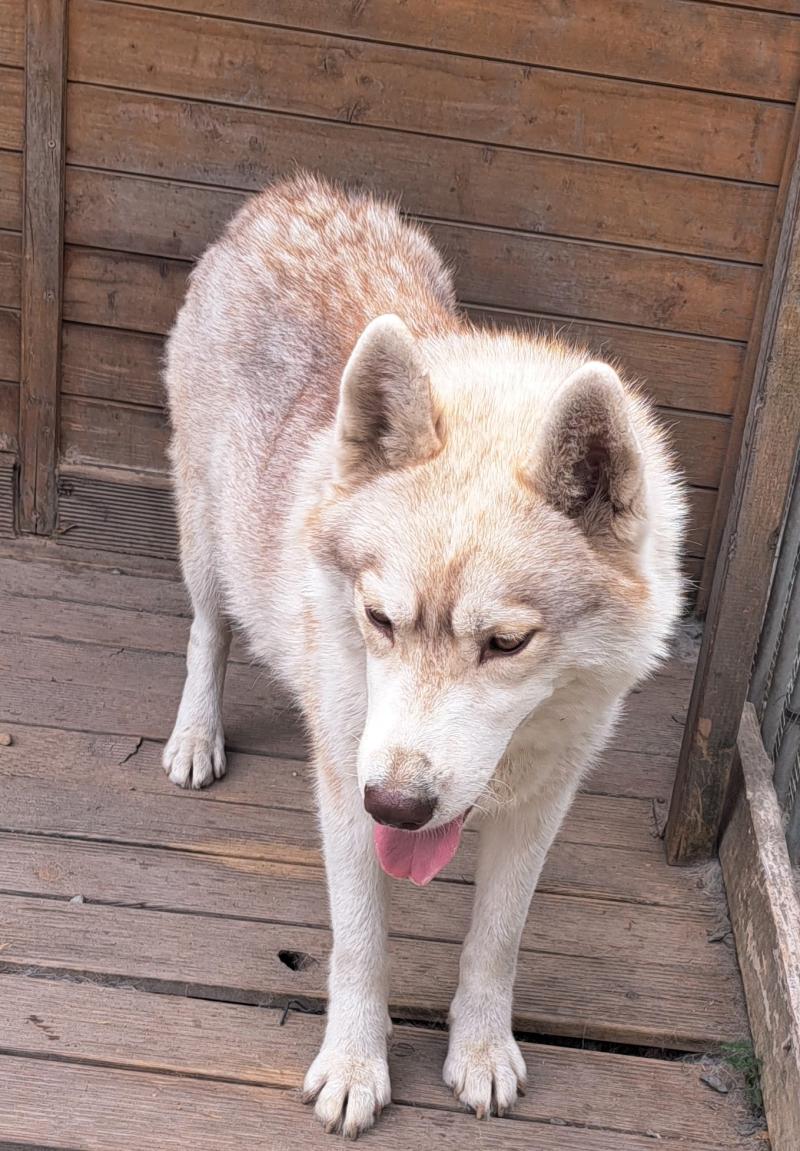 TESSY DES LEGENDES DU TRISKEL