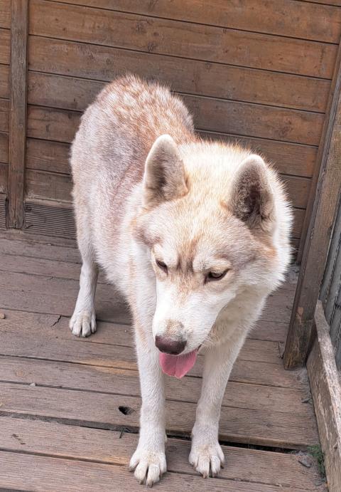 TESSY DES LEGENDES DU TRISKEL