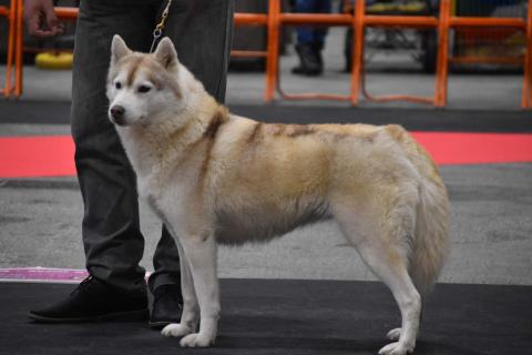 PERSEA SPIRIT RED WOLF DE L'IGLOO DES SABLES