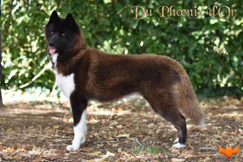 TO THE MOON AND BACK BORN OF GOLDEN WINTER