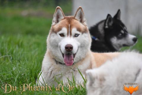 ULTRARED SHINE DU PHOENIX D'OR