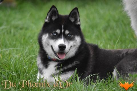 UNCOVER BLACK PEARL DU PHOENIX D'OR