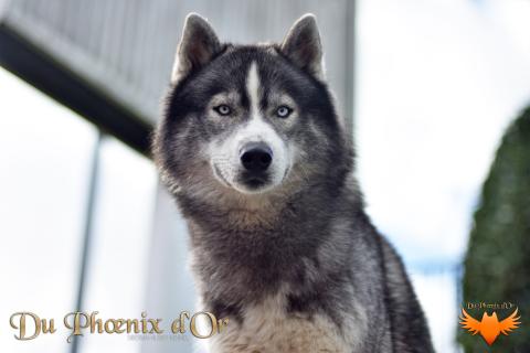 THE SHADOW DON'T LEAVE YOU DU PHOENIX D'OR