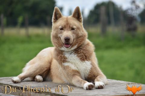 BLACK ROSE WINTER ILLUSION