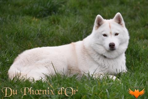 SWEETNESS O F AN ANGEL DU PHOENIX D'OR