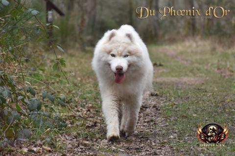 SHIIRO HOKORI DU PHOENIX D'OR