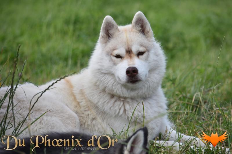 SERENA LAVENDER DU PHOENIX D'OR