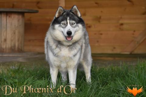 Sky Wonders du Phoenix d'or