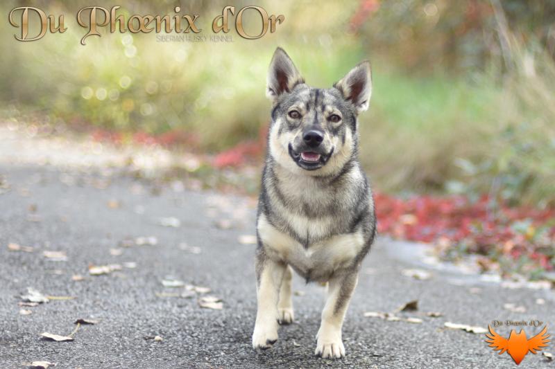 UNN DU SERMENT DES BRUMES