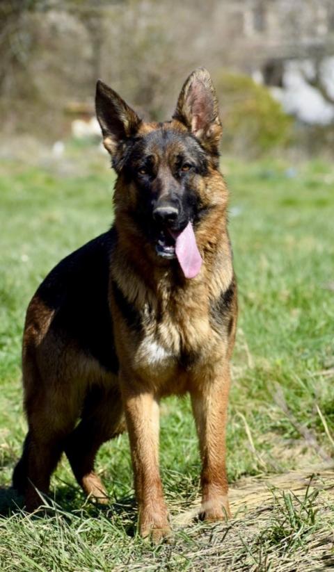 S LINE DU DOMAINE DE BRENDA